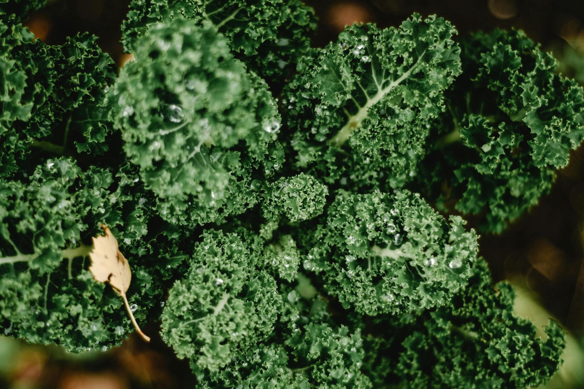 know and learn about foods that reduces anxiety